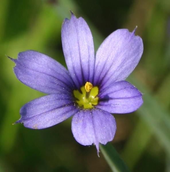 Autres plantes de la forêt boréale